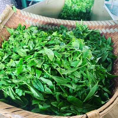 静岡県春野町産　在来茶(山里の浅蒸し茶)　１００g ５本セット：2700円